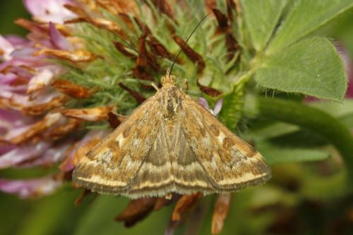 Loxostege munroealis